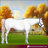 Horse Color:Classic Champagne Dun Tobiano Appaloosa Rabicano 