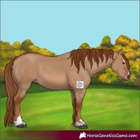 Horse Color:Red Dun Sabino 