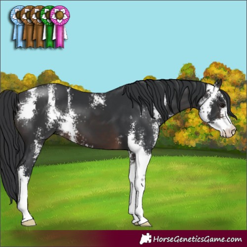 Horse Color:Brown Sabino 