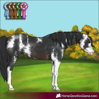 Horse Color:Brown Sabino