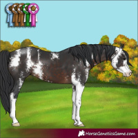 Horse Color:Brown Sabino