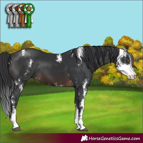 Horse Color:Brown Sabino 