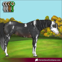 Horse Color:Brown Sabino