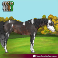 Horse Color:Brown Sabino 