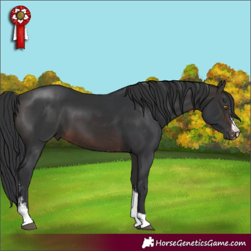Horse Color:Brown Sabino