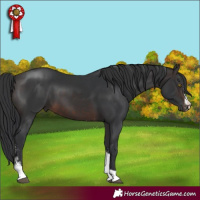Horse Color:Brown Sabino