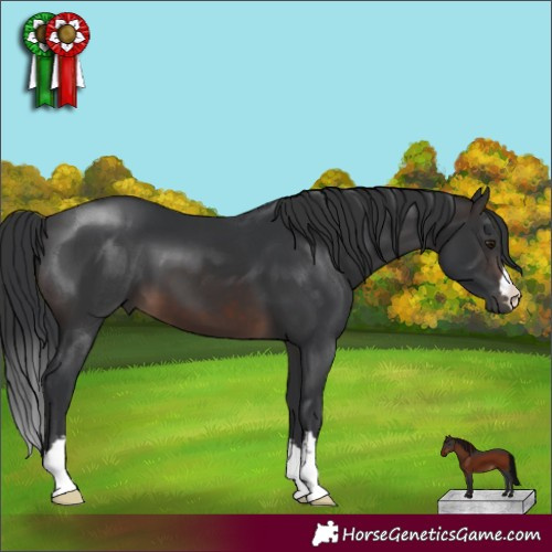 Horse Color:Brown 