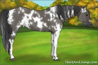 Horse Color:White Spotted Grullo