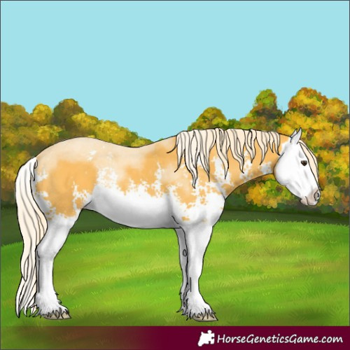 Horse Color:Palomino Sabino Splash 
