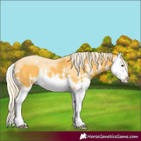 Horse Color:Palomino Sabino Splash 
