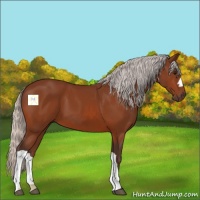 Horse Color:Silver Bay 