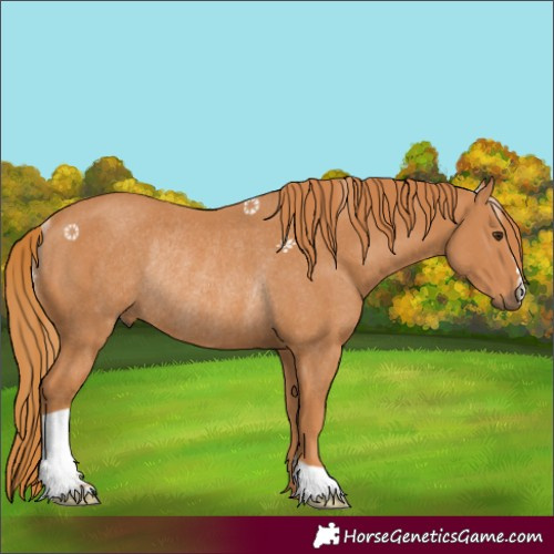 Horse Color:Chestnut Rabicano