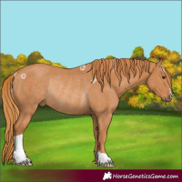 Horse Color:Chestnut Rabicano 