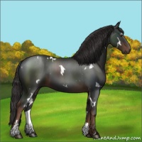 Horse Color:White Spotted Liver Chestnut Sabino 