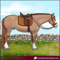 Horse Color:Red Dun Rabicano