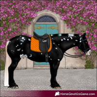 Horse Color:Classic Champagne Dun Sabino Splash Near Leopard