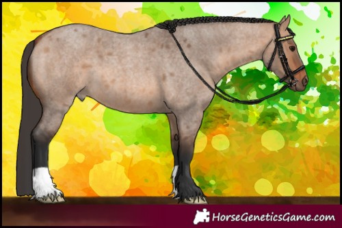 Horse Color:Bay Roan Dun 