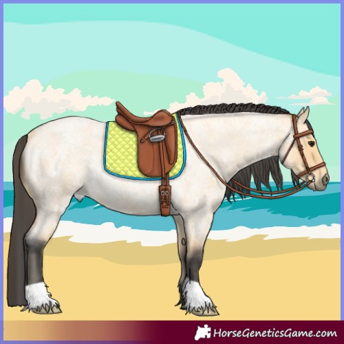Horse Color:Buckskin Roan Rabicano 