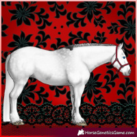 Horse Color:Gray Blue Roan Splash 