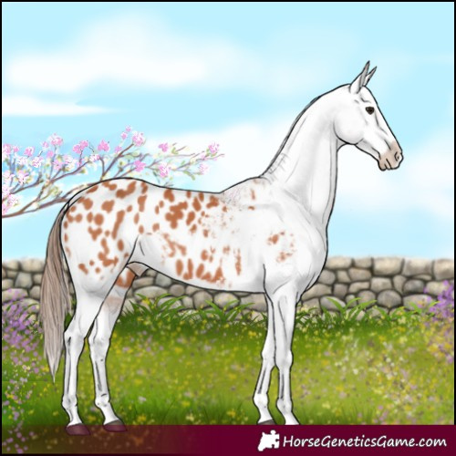Horse Color:Bay Appaloosa 