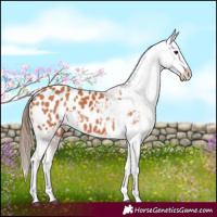 Horse Color:Bay Appaloosa