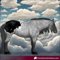 Horse Color:Blue Roan Appaloosa 