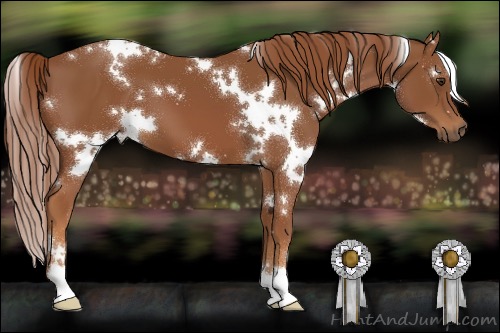 Horse Color:White Spotted Chestnut 
