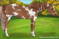 Horse Color:White Spotted Chestnut 