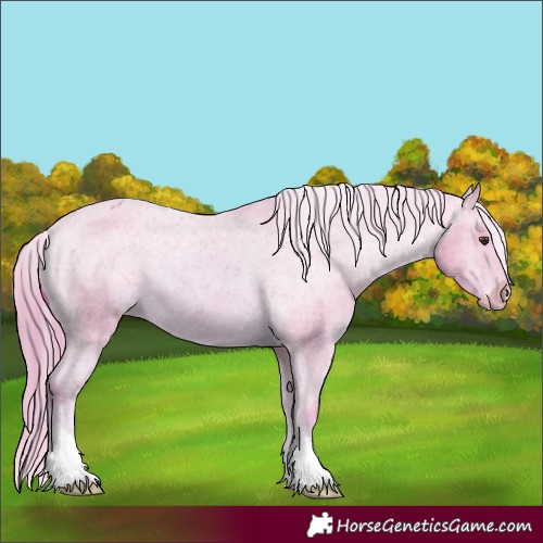 Horse Color:Watercolor Chestnut Appaloosa 