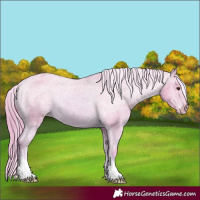 Horse Color:Watercolor Chestnut Appaloosa 