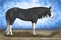 Horse Color:Black Splash