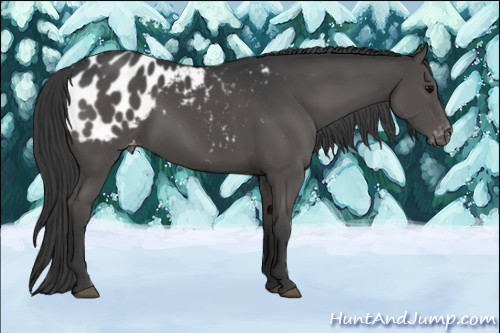 Horse Color:Black Appaloosa