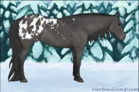 Horse Color:Black Appaloosa