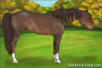 Horse Color:Liver Chestnut 