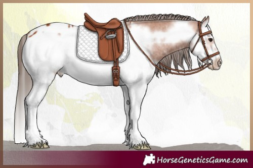 Horse Color:Bay Splash Frame Appaloosa 