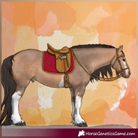 Horse Color:White Spotted Bay Dun