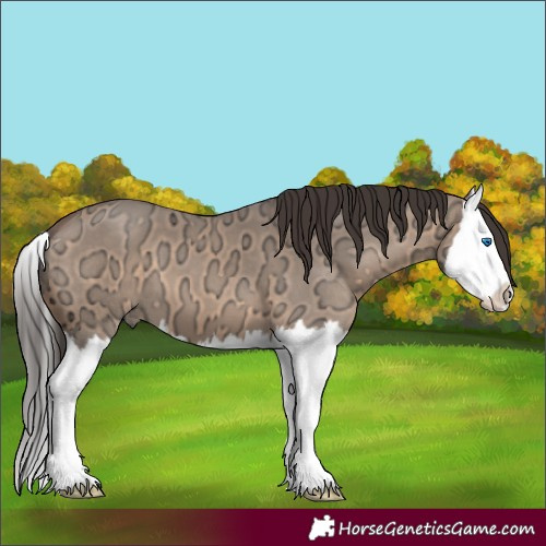 Horse Color:Bay Ice Dun Splash 