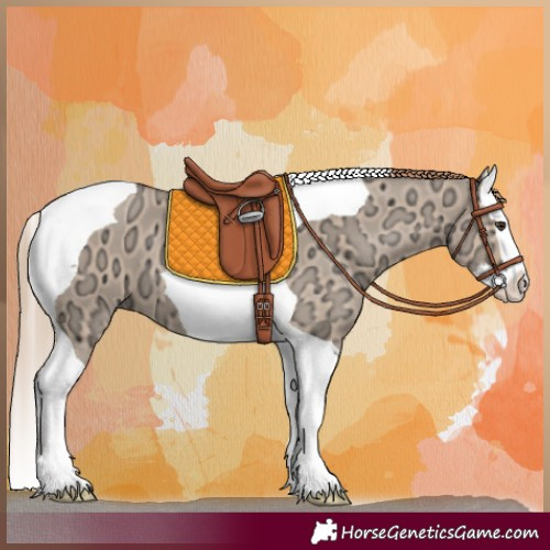 Horse Color:Red Dun Ice Splash Tobiano 