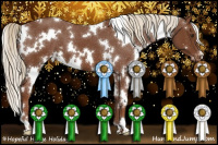 Horse Color:White Spotted Chestnut Appaloosa 