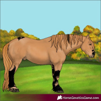 Horse Color:Void Chestnut Tobiano 