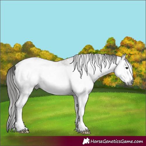 Horse Color:Gray White Spotted Bay Tobiano Frame Rabicano 
