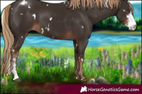 Horse Color:White Spotted Liver Chestnut Sabino