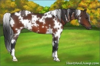 Horse Color:White Spotted Bay 