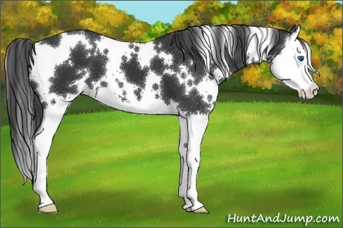 Horse Color:White Spotted Black Splash
