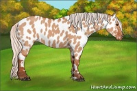Horse Color:Silver Bay Dun Near Leopard 