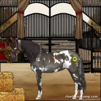 Horse Color:White Spotted Smoky Black