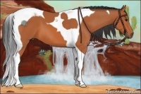 Horse Color:Bay Tobiano 
