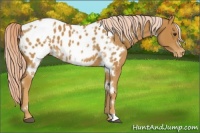 Horse Color:White Spotted Palomino Appaloosa