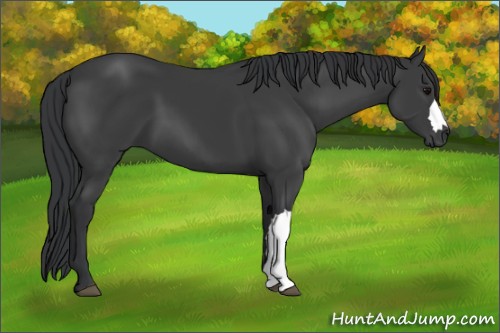 Horse Color:Black 