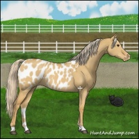 Horse Color:Palomino Dun Appaloosa 